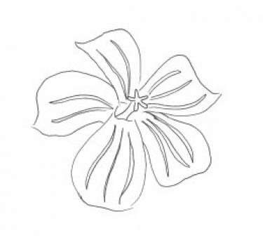 Disegno della pianta
