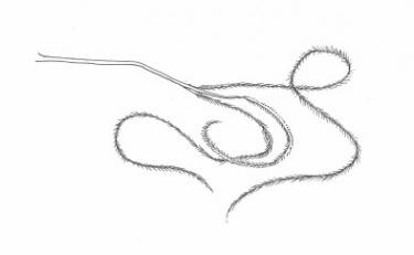 Disegno della pianta