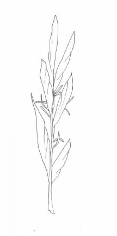 Disegno della pianta
