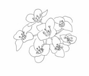 Disegno della pianta