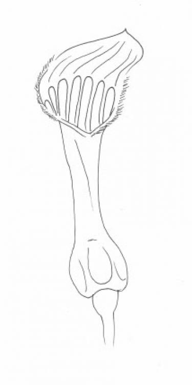 Disegno della pianta