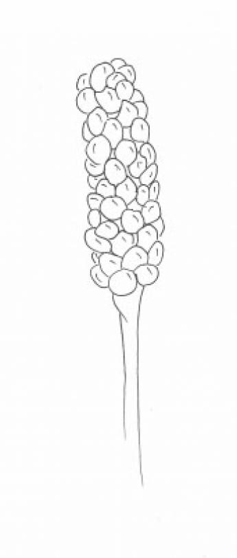Disegno della pianta