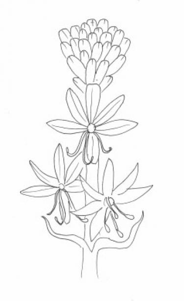 Disegno della pianta