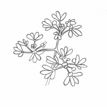 Disegno della pianta
