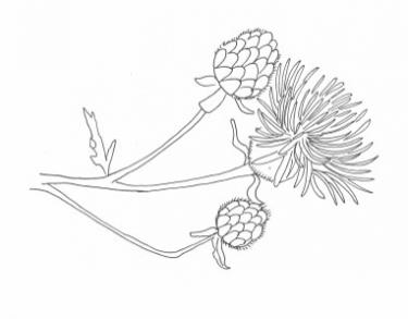 Disegno della pianta
