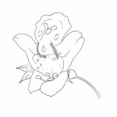 Disegno della pianta