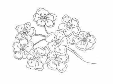 Disegno della pianta