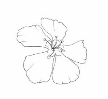 Disegno della pianta