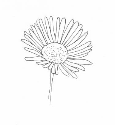 Disegno della pianta