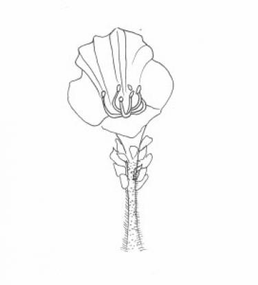 Disegno della pianta