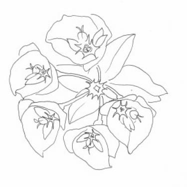 Disegno della pianta