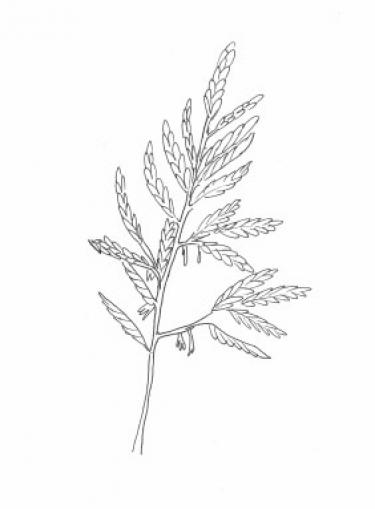 Disegno della pianta
