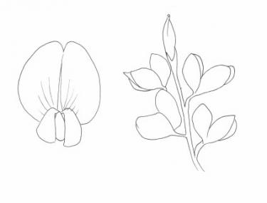 Disegno della pianta