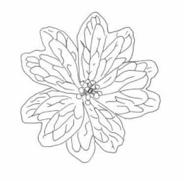 Disegno della pianta