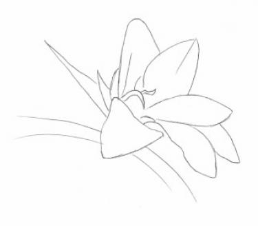 Disegno della pianta