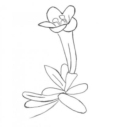 Disegno della pianta