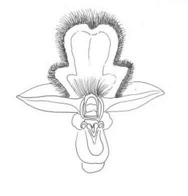 Disegno della pianta