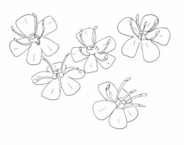 Disegno della pianta