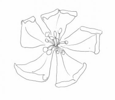 Disegno della pianta