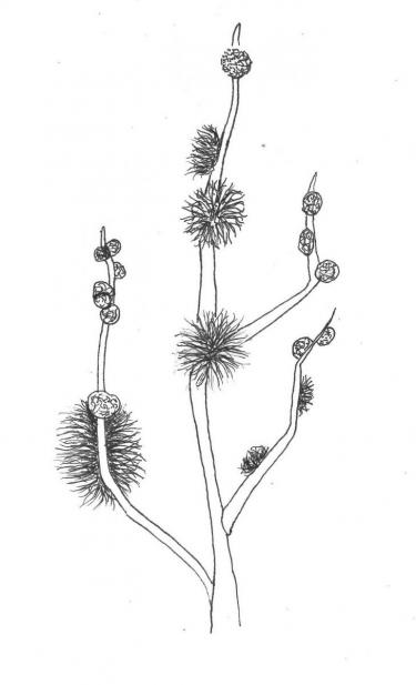 Disegno della pianta