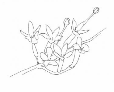 Disegno della pianta