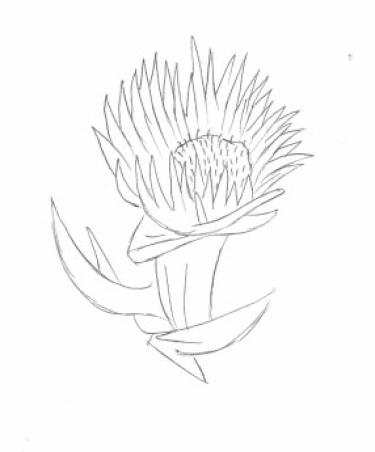 Disegno della pianta