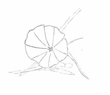 Disegno della pianta