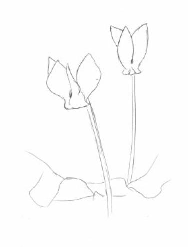 Disegno della pianta