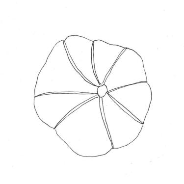 Disegno della pianta