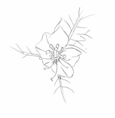 Disegno della pianta