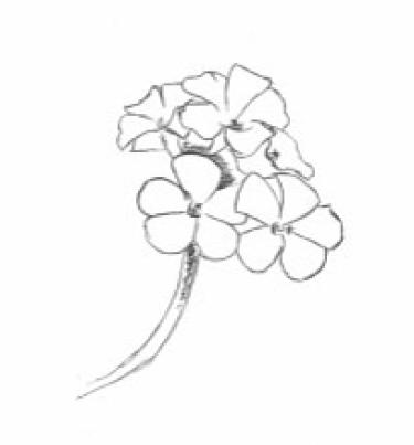 Disegno della pianta