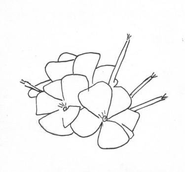 Disegno della pianta