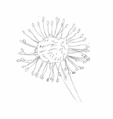 Disegno della pianta