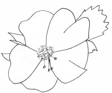 Disegno della pianta