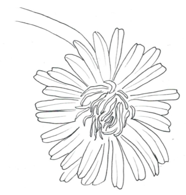 Disegno della pianta