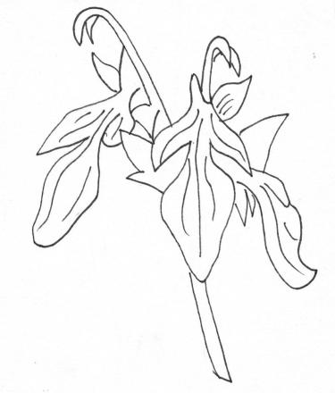 Disegno della pianta