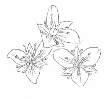 Disegno della pianta