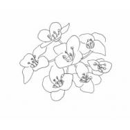 Disegno della pianta