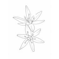 Disegno della pianta