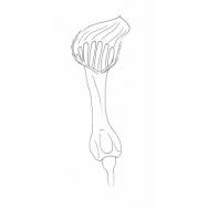 Disegno della pianta