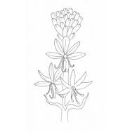 Disegno della pianta