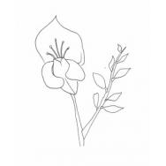 Disegno della pianta