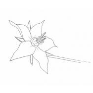 Disegno della pianta