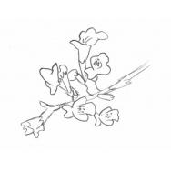 Disegno della pianta