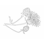 Disegno della pianta