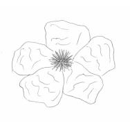 Disegno della pianta