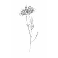Disegno della pianta