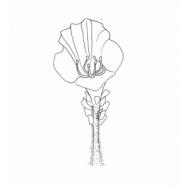 Disegno della pianta