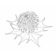 Disegno della pianta