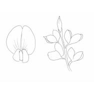 Disegno della pianta